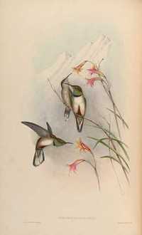 Ptaki  reprint XIX w. grafik