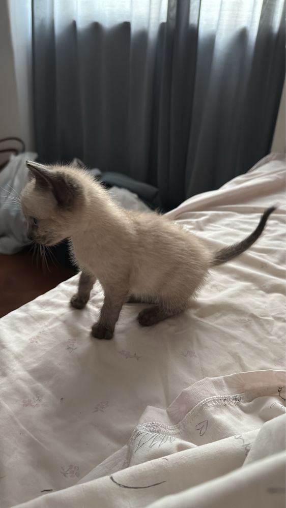 gatinho bebe para adocao