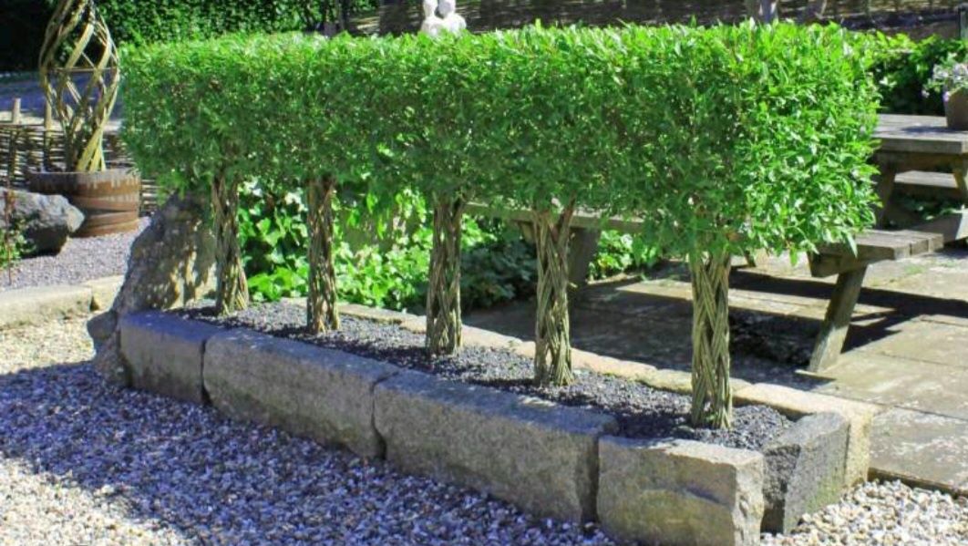 Wierzba pleciona, salix americana
