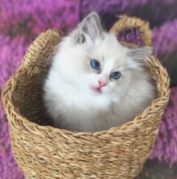 ETNA - prześliczna i delikatna koteczka rasy Ragdoll.