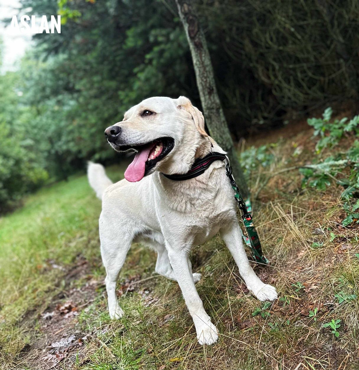 Labrador biszkoptowy 2 letni do oddania