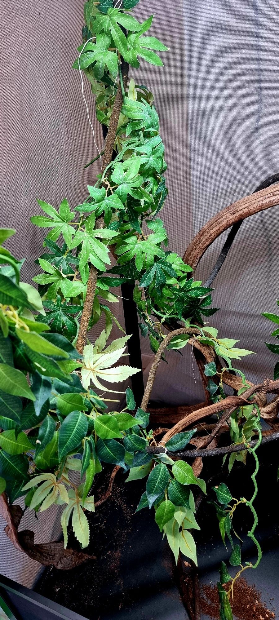 Terrarium dla kameleona