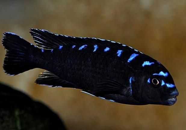 GB MALAWI Pyszczak Pseudotropheus elongatus Neon Spot - dowóz ryb!