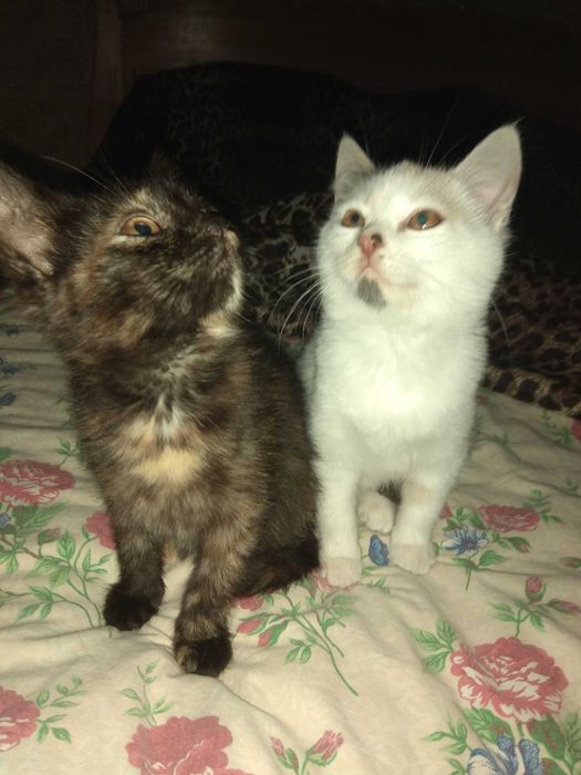 Кошенята шукають дім.