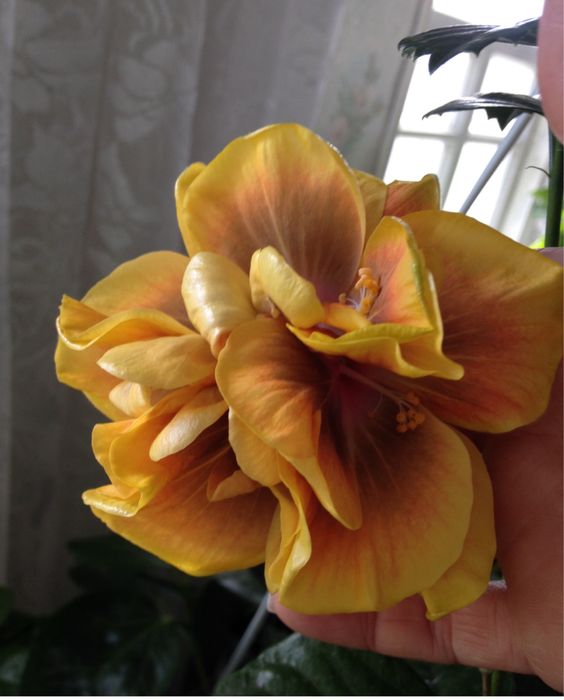 Привтивки гибискусов