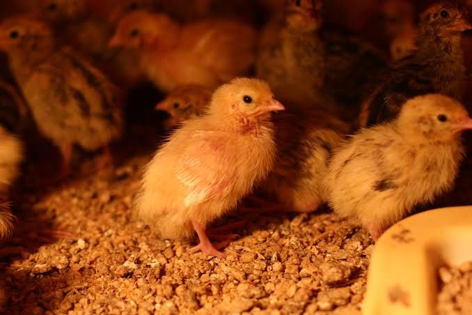 Перепелята добові та місячні - Харків, здорова птиця