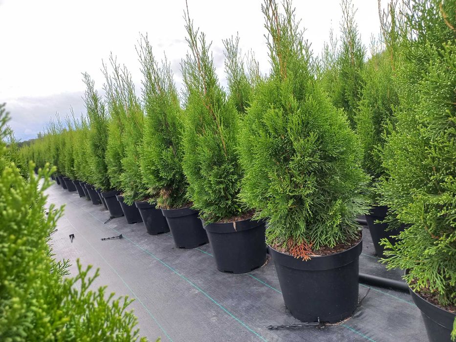Tuja Thuja Szmaragd 110-120 cm !DONICZKA 10L (NIE 3L)!!