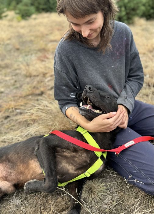 Batman w typie labradora szuka domu. Adoptuj!