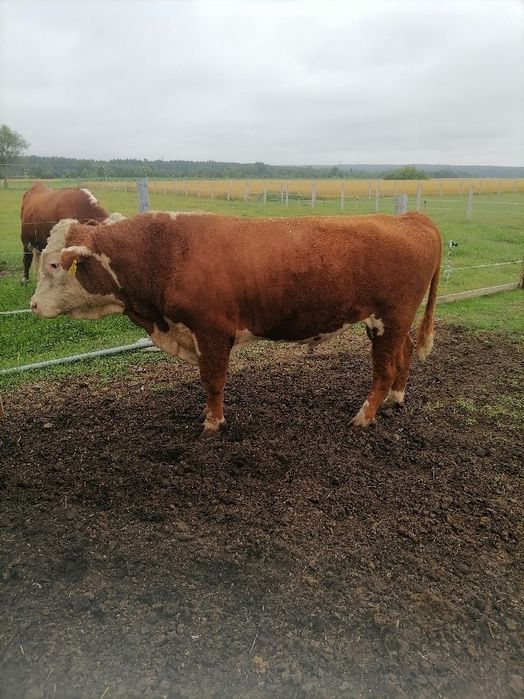 Sprzedam byka hereford