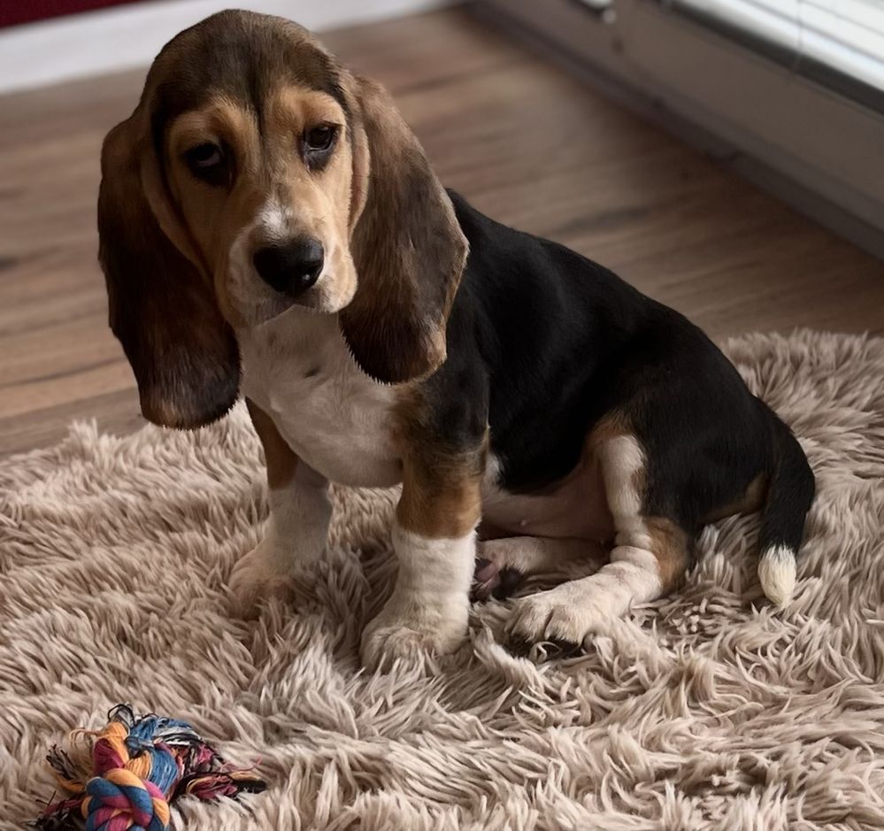 Beagle dziewczynka gotowa do odbioru.