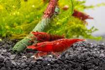 krewetki 
red cherry