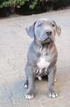 American Pit Bull Terier