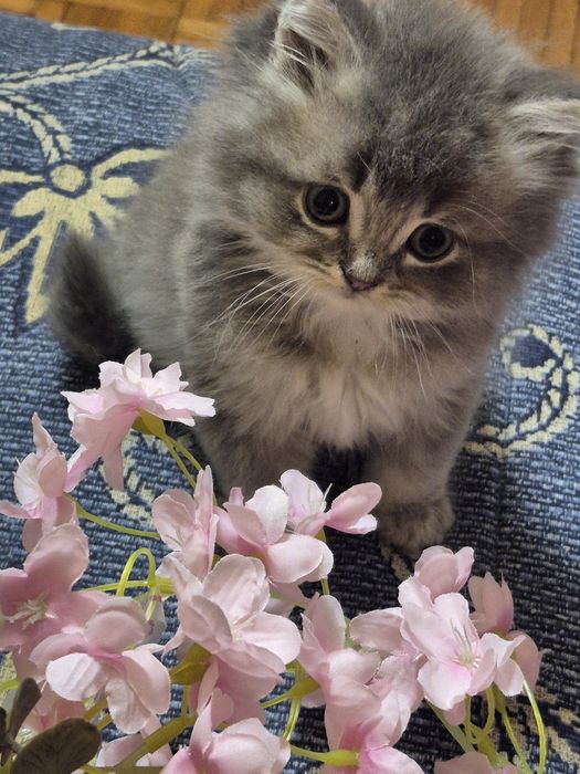 British tabby macho