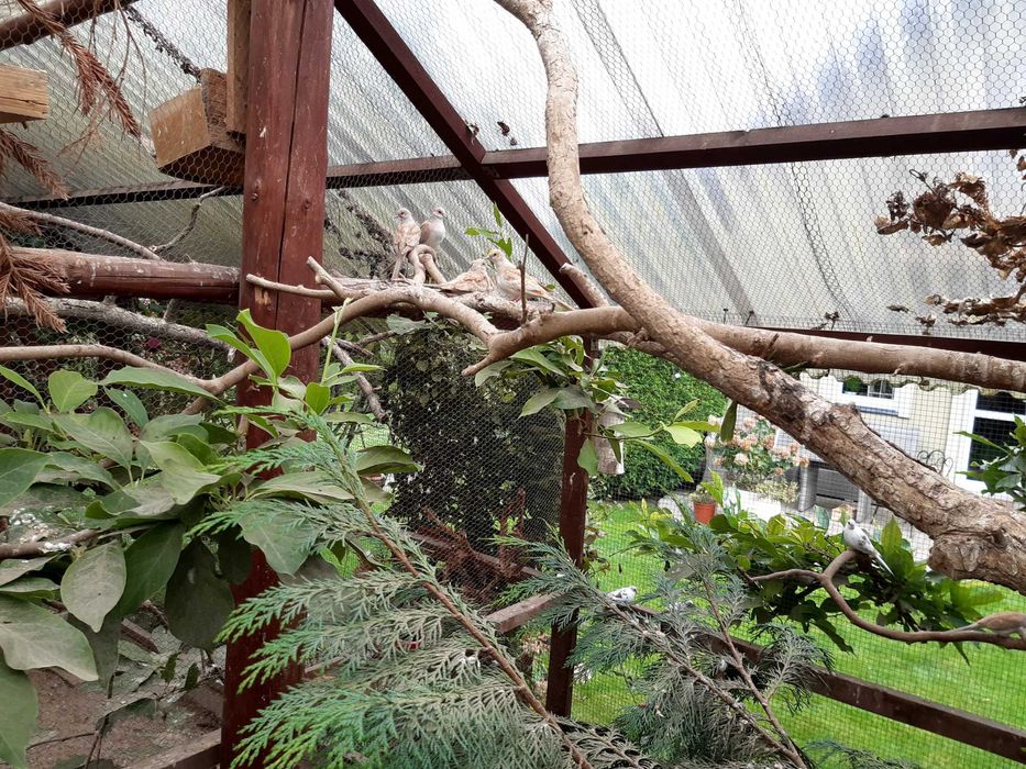 Gołąbki diamentowe szeki.