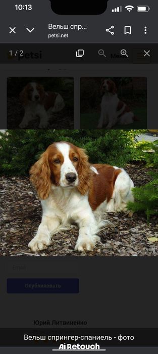 Вельш спрингер-спаніель