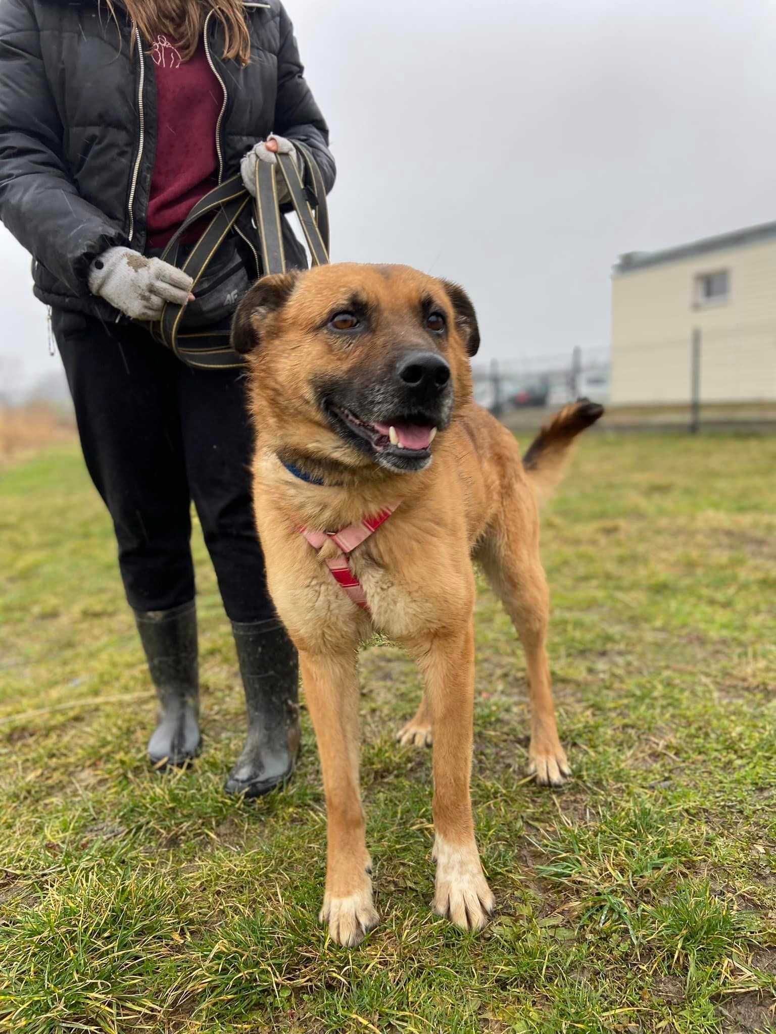 Mars - słodki jak batonik. Psiak jak owczarek ADOPCJA