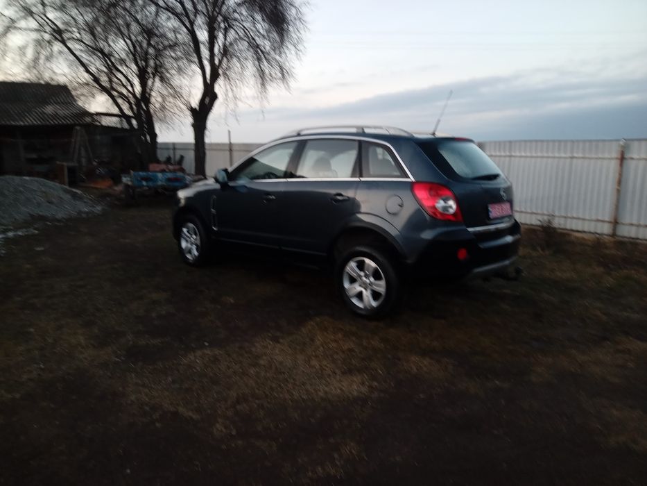 Свіжопригнана антара без підкрасів