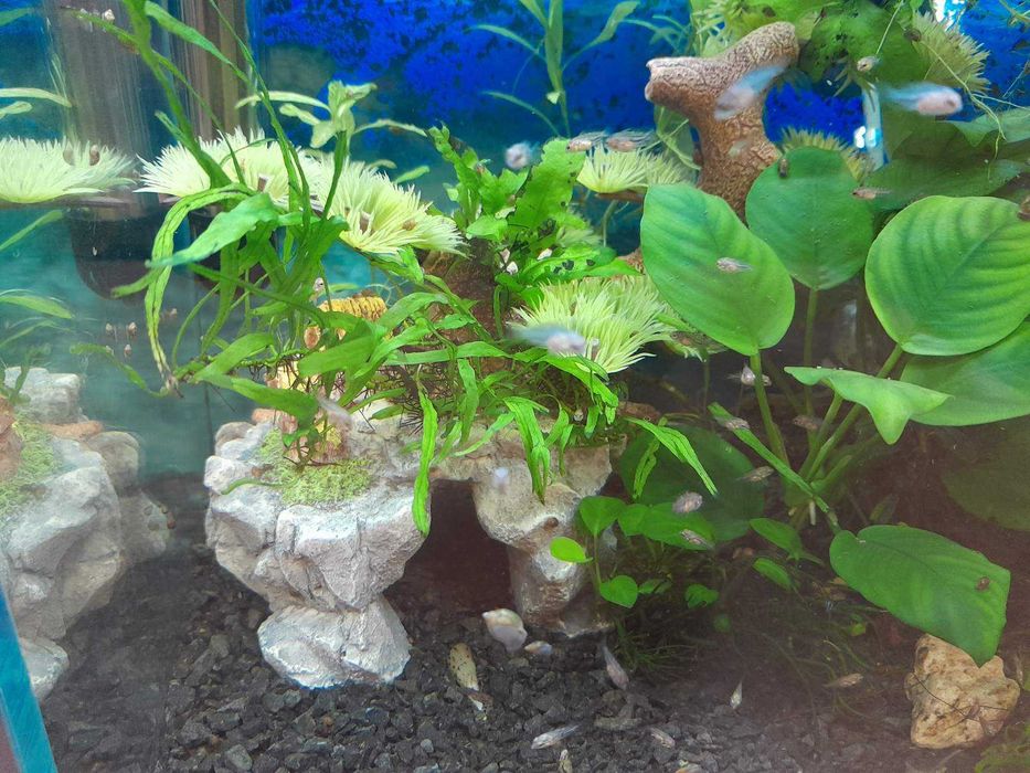 Продам акваріум в зборі Аквакомплект