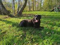 13 letni Celt w typie labrador-retrievera - schronisko