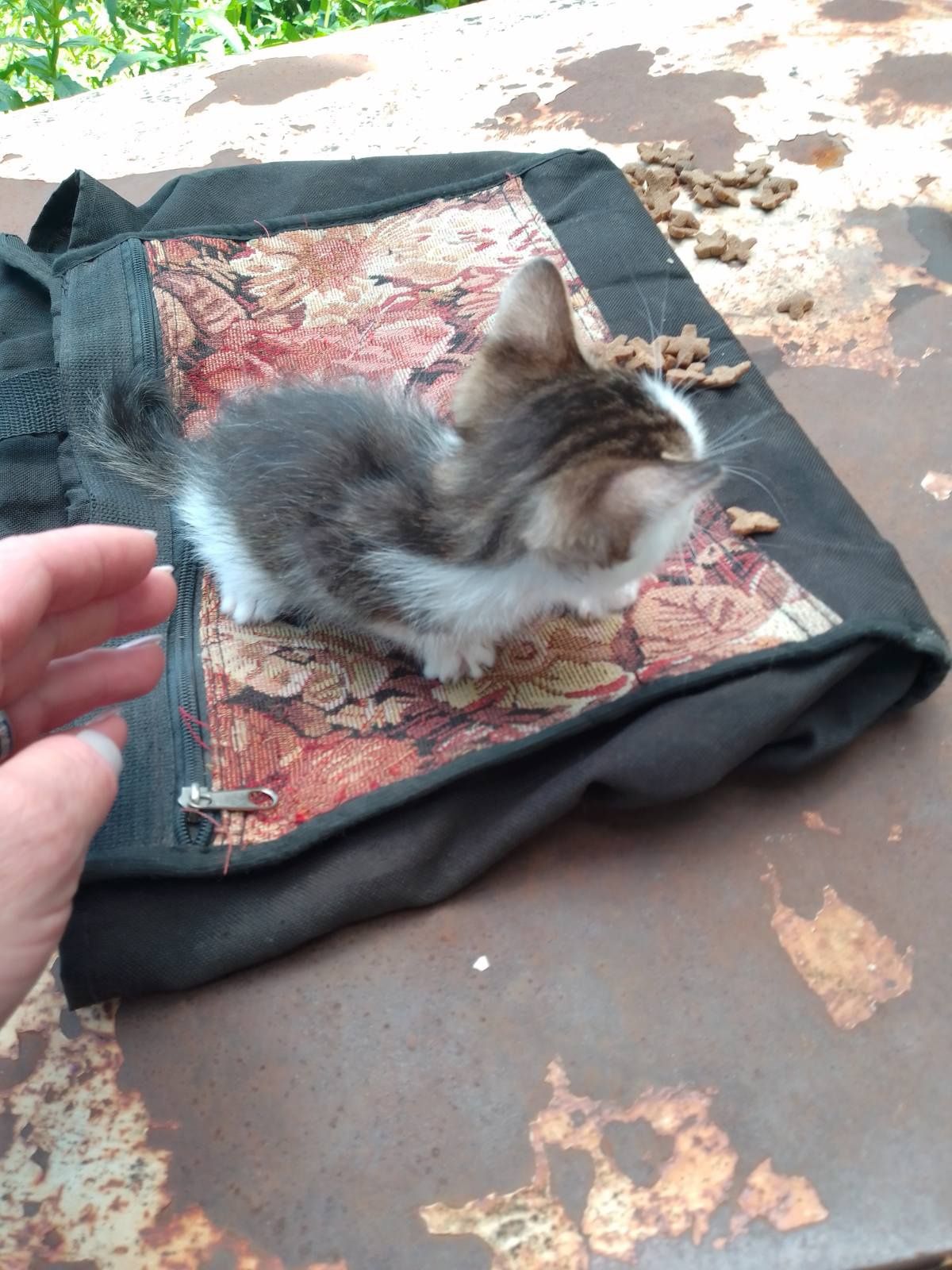 Котики хлопці шукають родину та дім