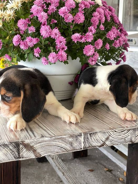 Біглі шукають нову родину