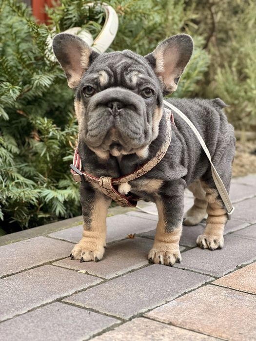 Дівчинка big rope blue tan