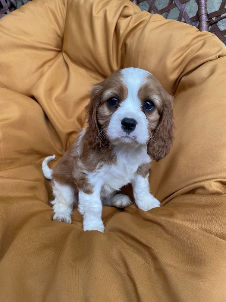 Cavalier King Charles Spaniel Piesek