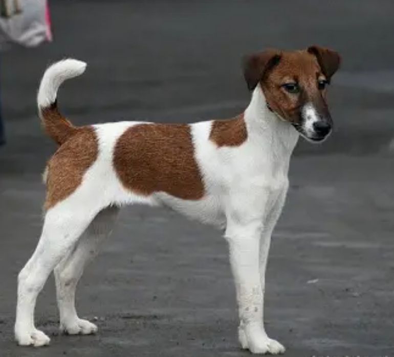 Выгул собак  мелких пород