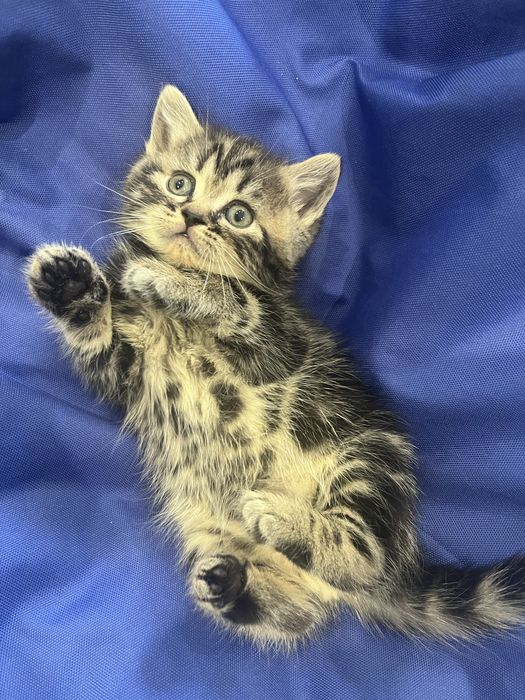 Шотландські кошенята