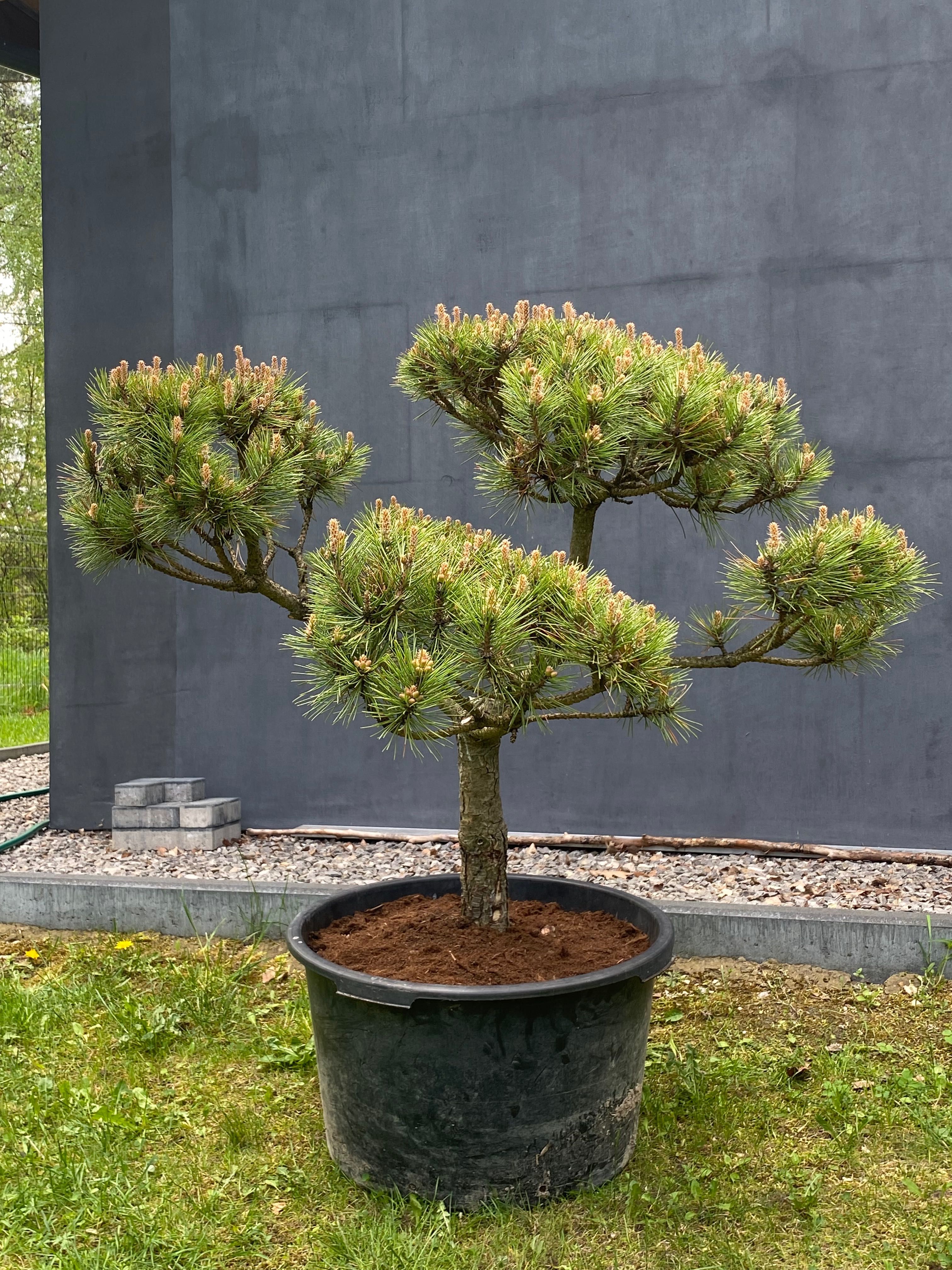 Sosna górska kosodrzewina Bonsai Pinus Mugo