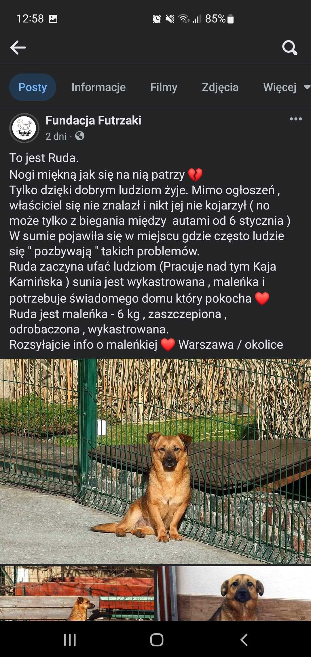 Ruda maleńka suczka sunia urocza do kochania pilnie adopcja pokochaj