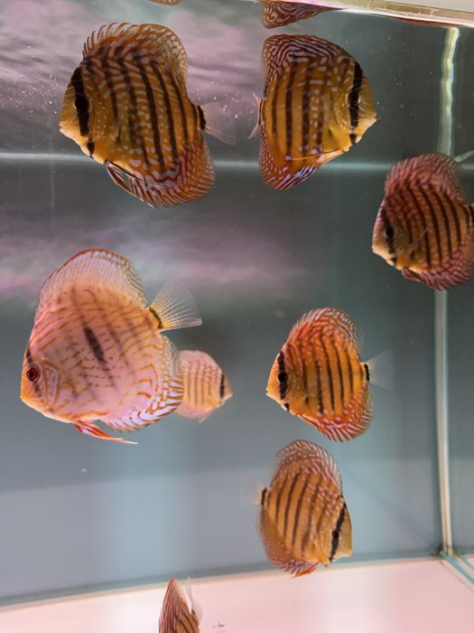 Peixes DISCUS saudáveis