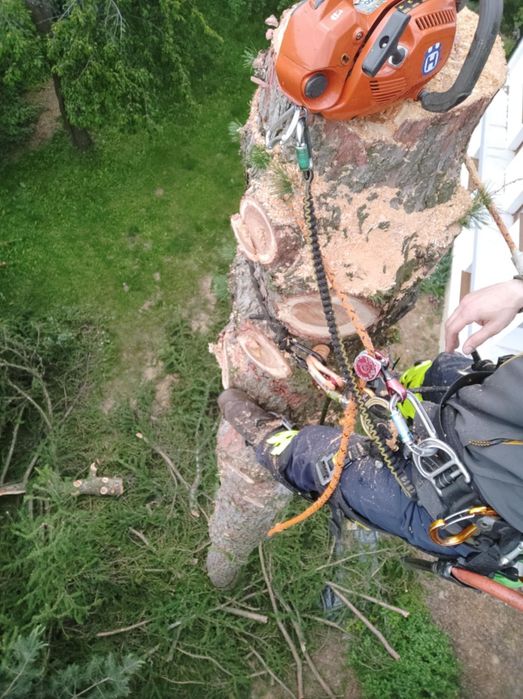 Wycinka drzew i usługi arborystyczne