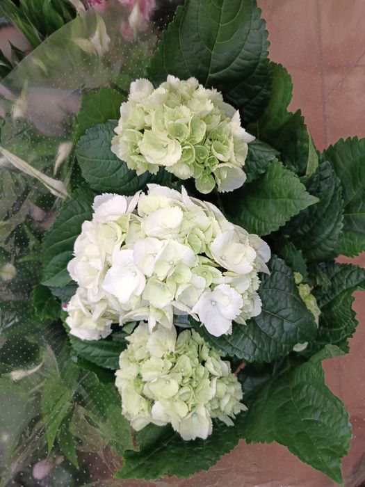 Гортензія величезна