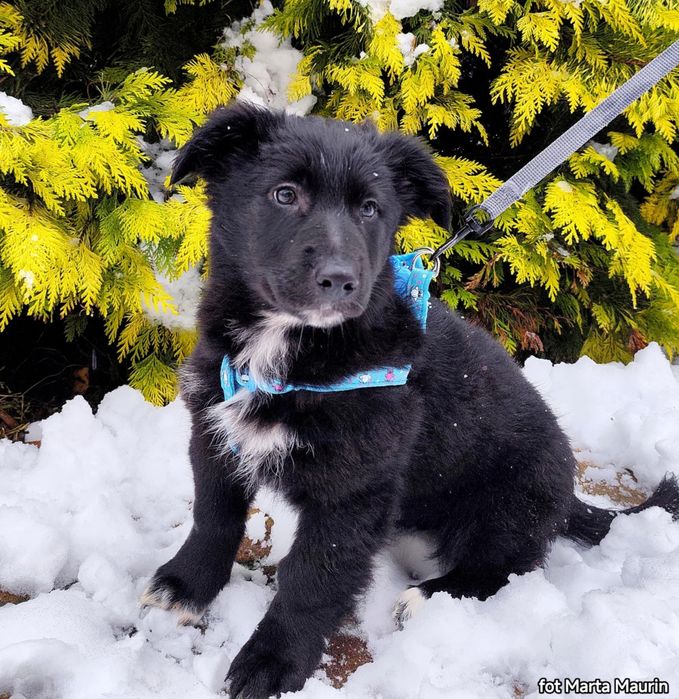 KUMIN - 10 tyg szczeniak do adopcji