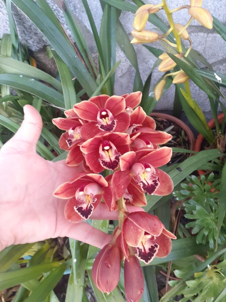 Orquídea linda vermelha