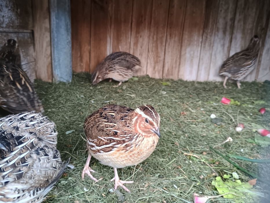 Samce przepiorki 10 szt 15 zł szt 7 tygodni