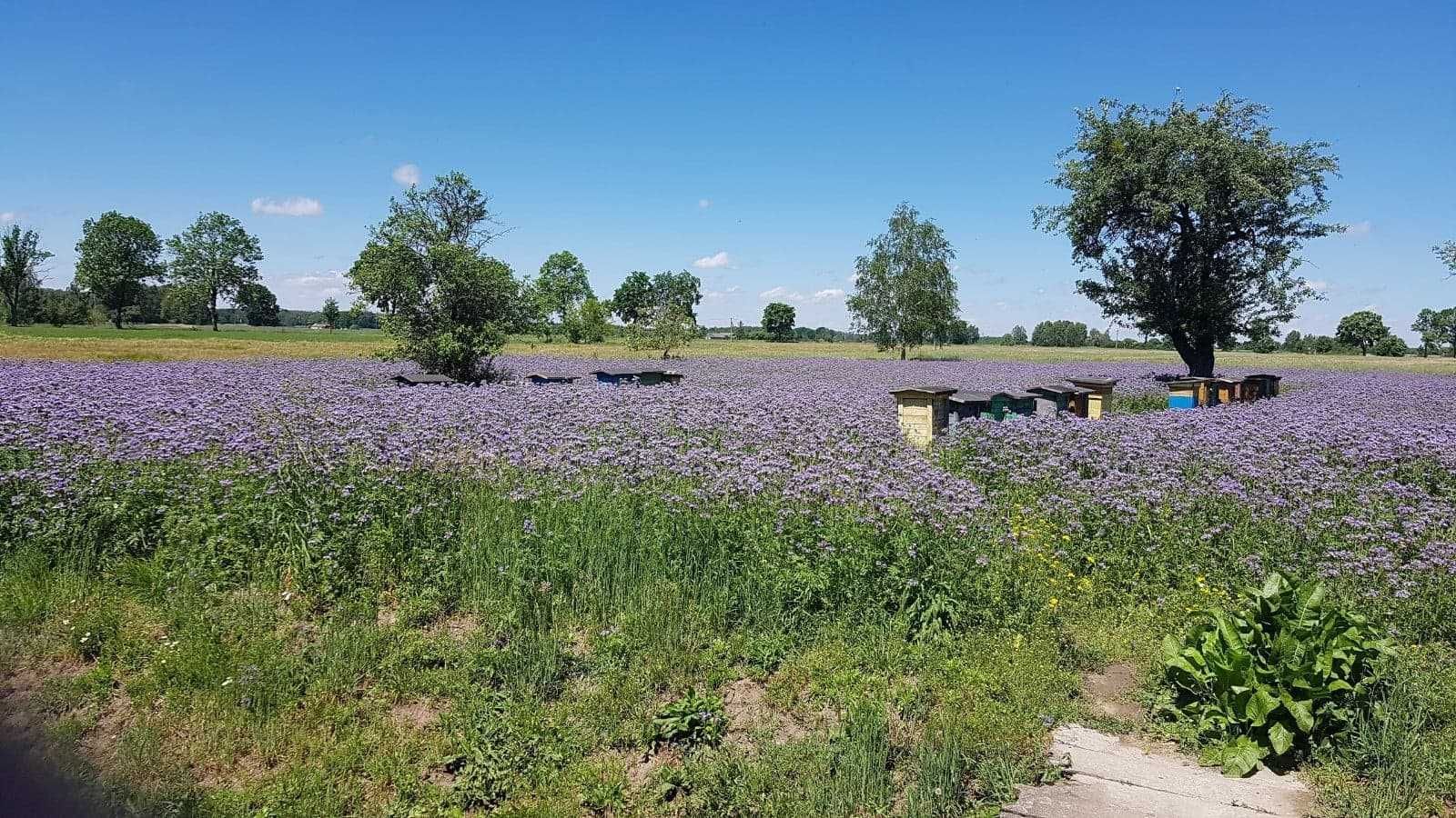 Sprzedam ule z rodzinami pszczelimi