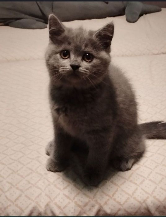 Шотландська дівчинка з прививками і документами