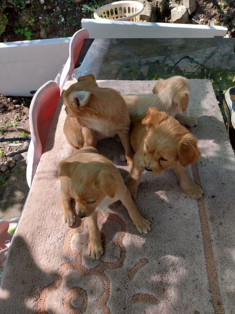 4 cachorrinhas para adoção