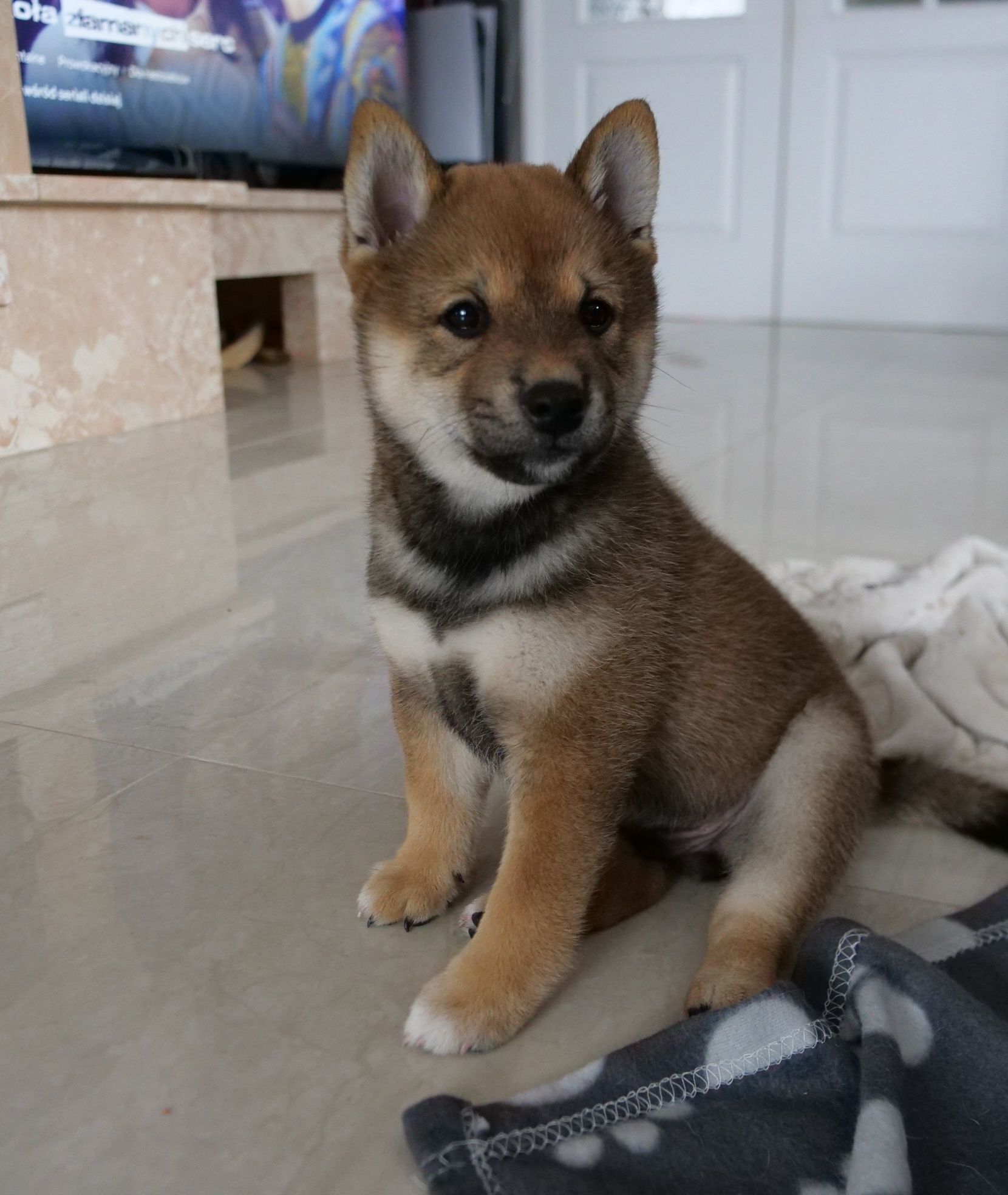 Shiba Inu Sezamowy Piesek FCI