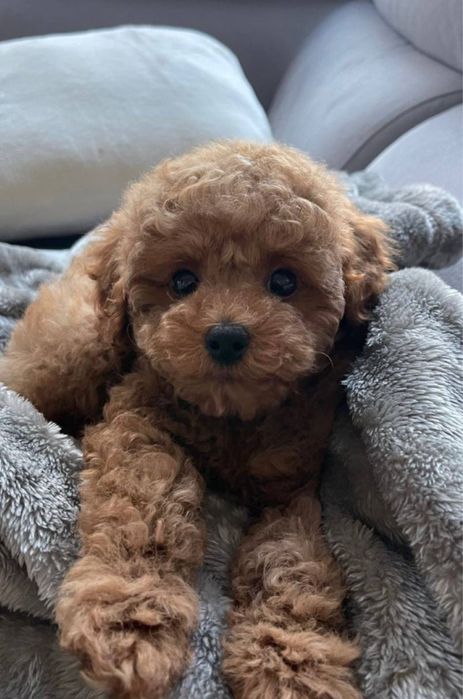 Наймиліші мальтипу‼️Мальтипу ф1 Мальтипу ф2 Мультіпу Щенки мальтипу