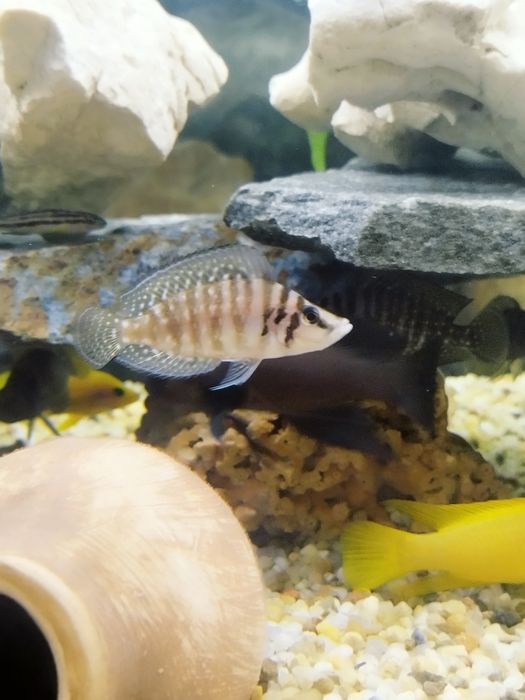 Altolamprologus calvus white tanganika