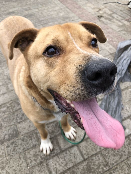 Oddam kundelka ala Amstaf