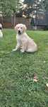 Szczeniak goldenretriver ostatni