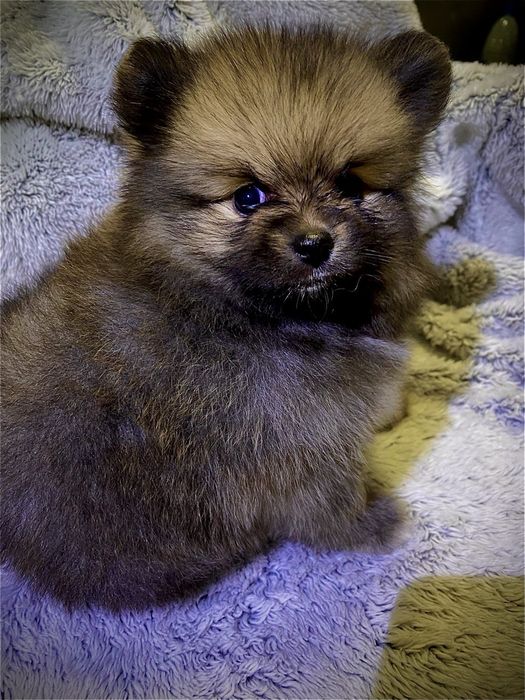 Девочка померанского шпица