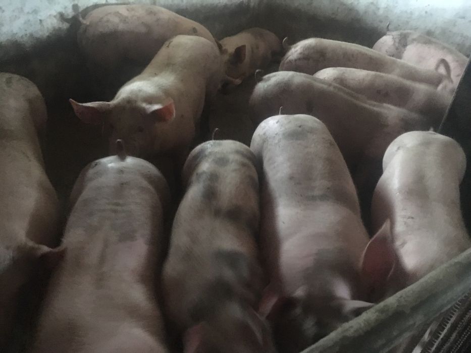 Продам свині поросята