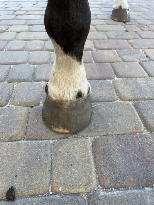 Ogierek w trzecim roku