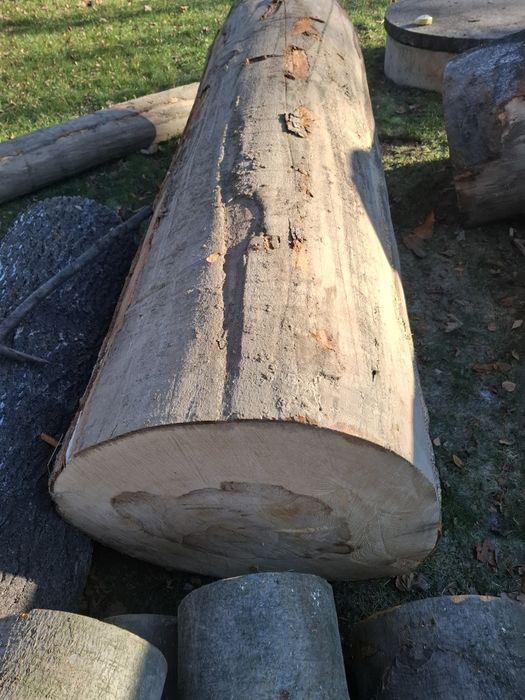 Kłoda bukowa dł 250