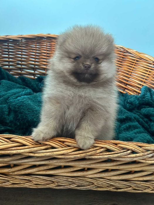 Szpic miniaturowy Boo Pomeranian